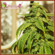 D’oh Si D’ohpe Feminised Seeds