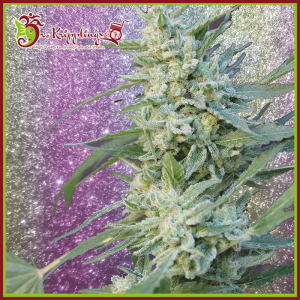Special Editions - Dr Krippling Seeds - Dr Krippling